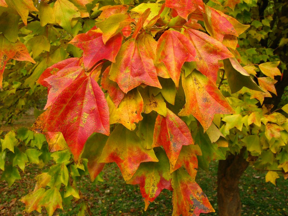 Trident Maple Tree | Premium Seeds | Acer buergerianum 'Summer' | Plants'® - Plants'