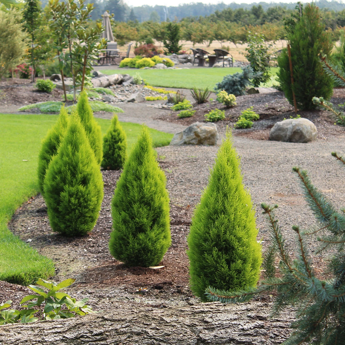 Monterey Cypress | Premium Seeds | Cupressus macrocarpa | Plants'® - Plants'