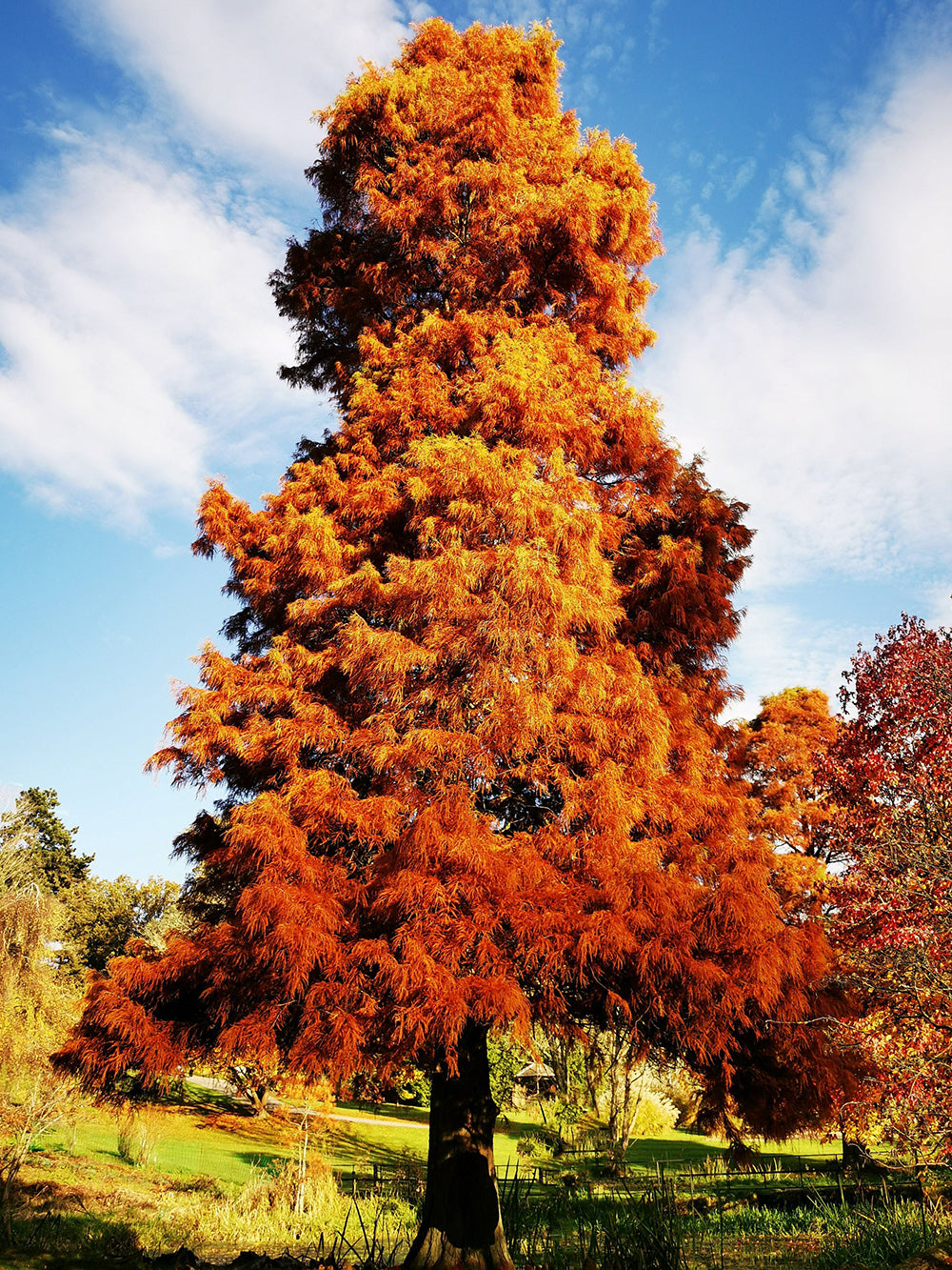 Southern Bald Cypress Tree | Premium Seeds | Taxodium distichum 'Summer' | Plants'® - Plants'