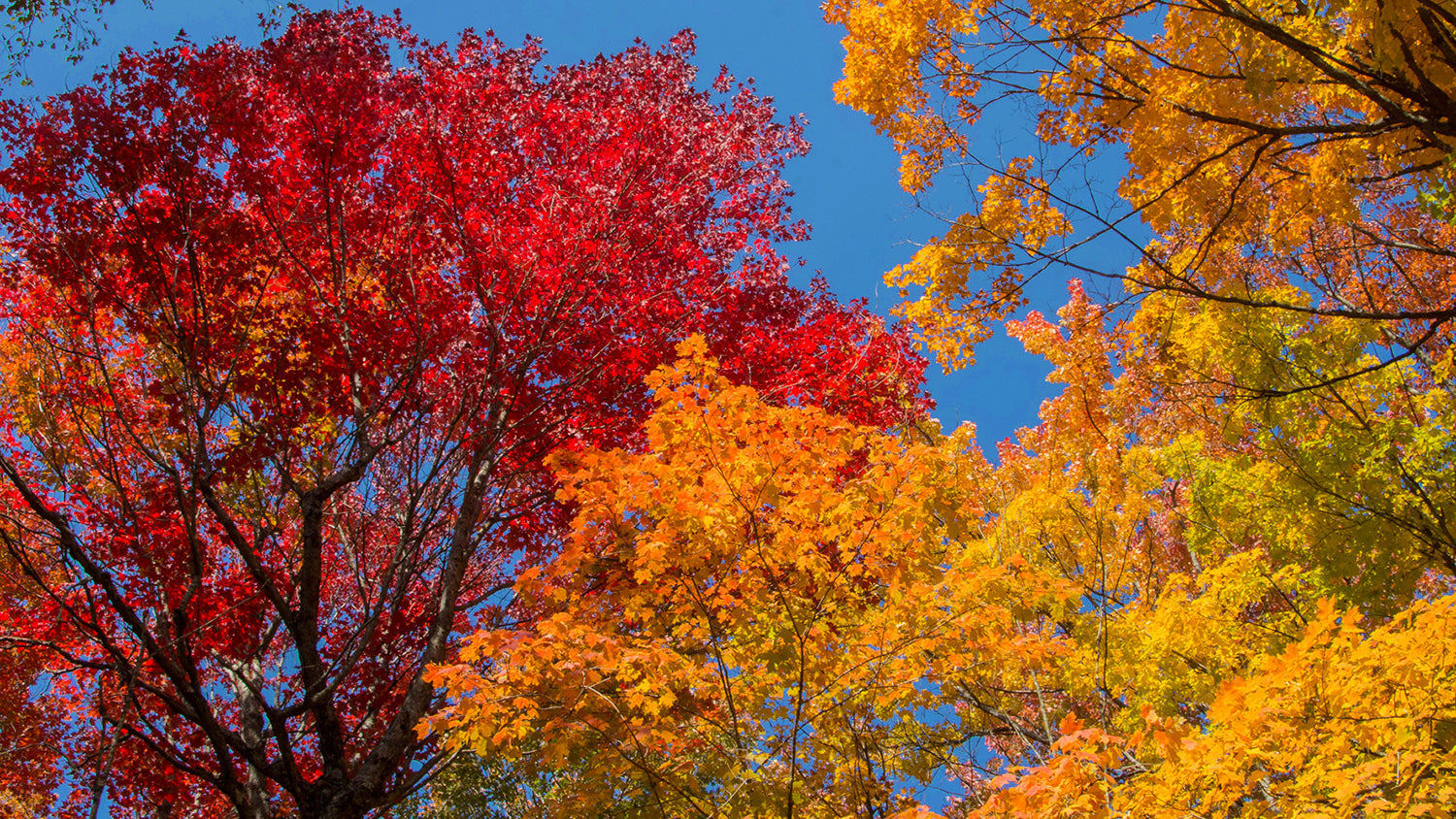 Southern Sugar Maple Tree | Premium Seeds | Acer saccharum 'Summer' | Plants'® - Plants'