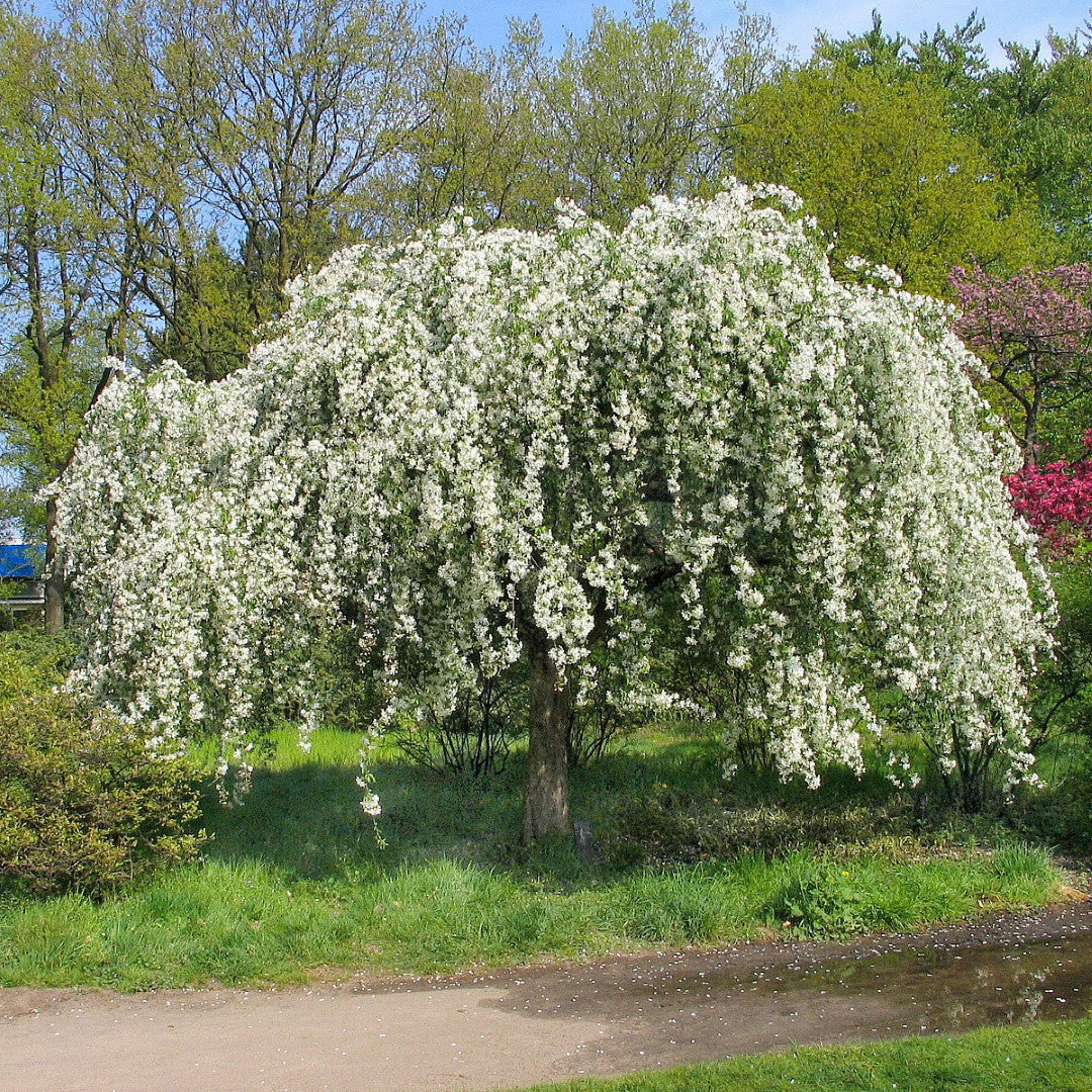 Siberian Crab Apple | Premium Seeds | Malus baccata 'Fruit' | Plants'® - Plants'