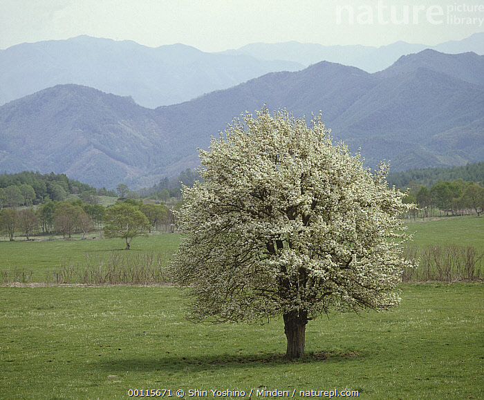 Asian Pear | Premium Seeds | Pyrus pyrifolia 'Fruit' | Plants'® - Plants'