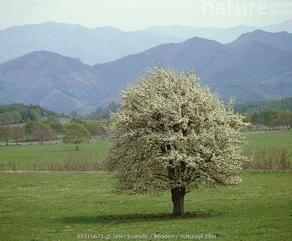 Asian Pear | Premium Seeds | Pyrus pyrifolia 'Fruit' | Plants'® - Plants'