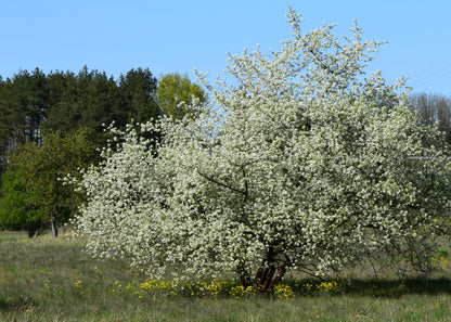 Arabian Cherry Tree | Premium Seeds | Prunus mahaleb 'Fall' | Plants' - Plants'