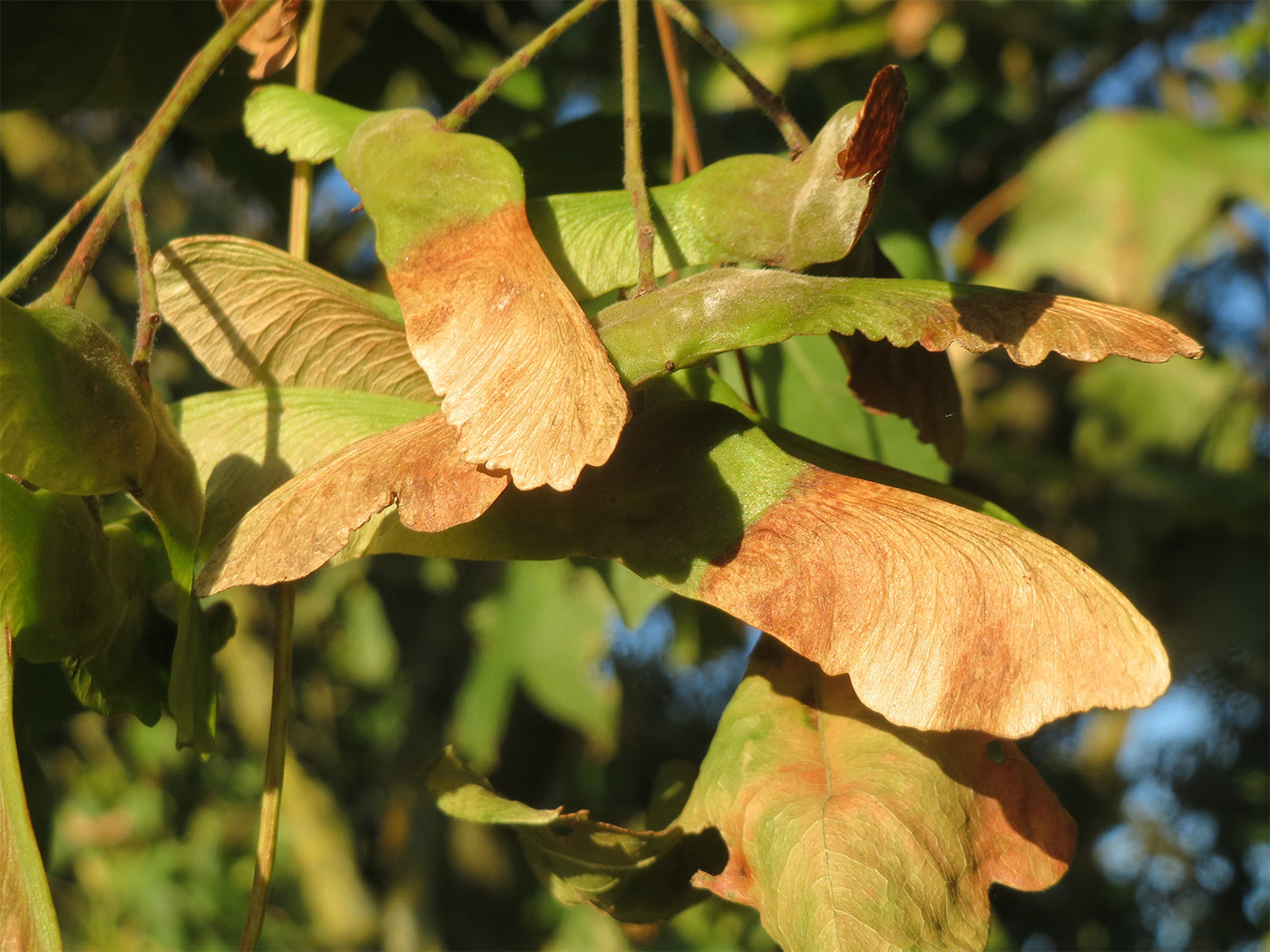 Field Maple Tree | Premium Seeds | Acer campestre 'Fall' | Plants'® - Plants'