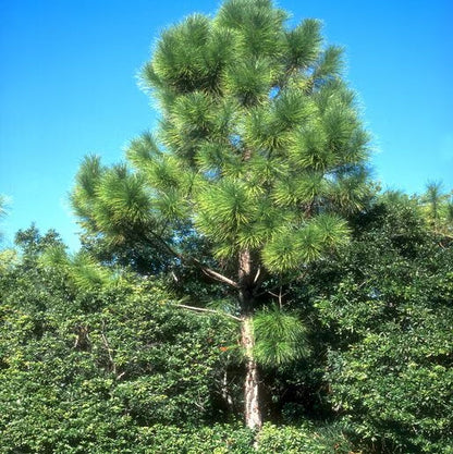 Slash Pine Tree | Premium Seeds | Pinus elliottii | Plants'® - Plants'