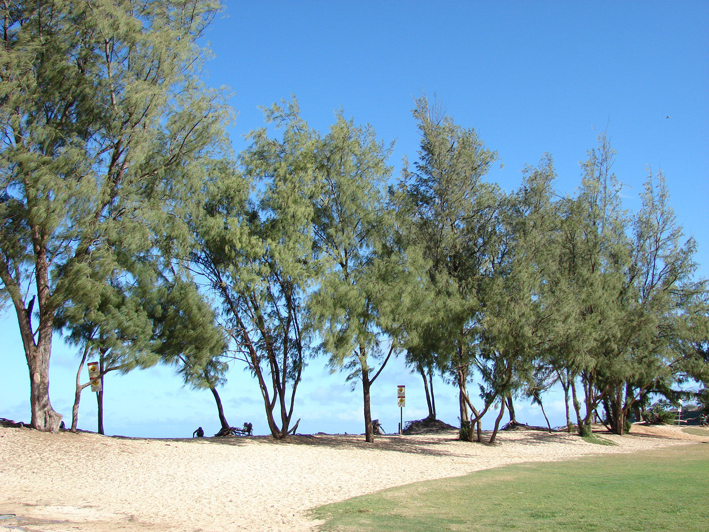 Australian Beach Pine Tree | Premium Seeds | Casuarina equisetifolia | Plants'® - Plants'