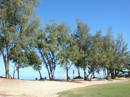 Australian Beach Pine Tree | Premium Seeds | Casuarina equisetifolia | Plants'® - Plants'