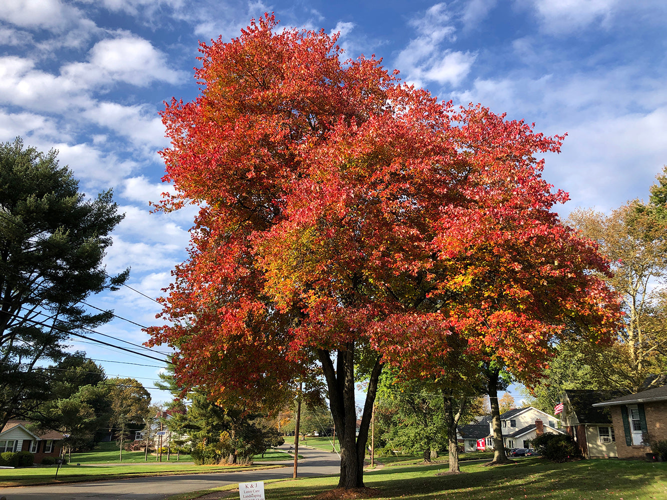 Southern Red Maple Tree | Premium Seeds | Acer rubrum 'Summer' | Plants'® - Plants'