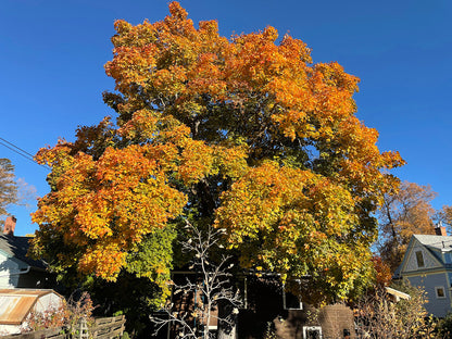 Norway Maple Tree | Premium Seeds | Acer platanoides 'Summer' | Plants'® - Plants'