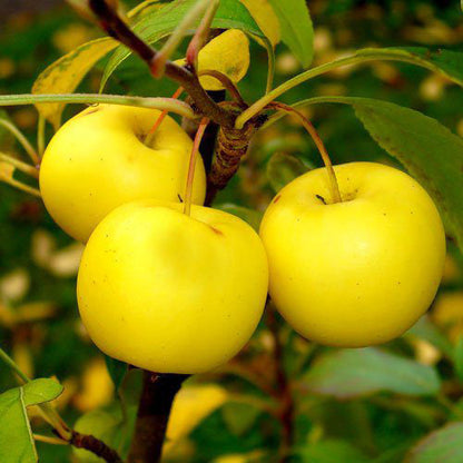 French Wild Apple | Premium Seeds | Malus sylvestris 'Fruit' | Plants'® - Plants'