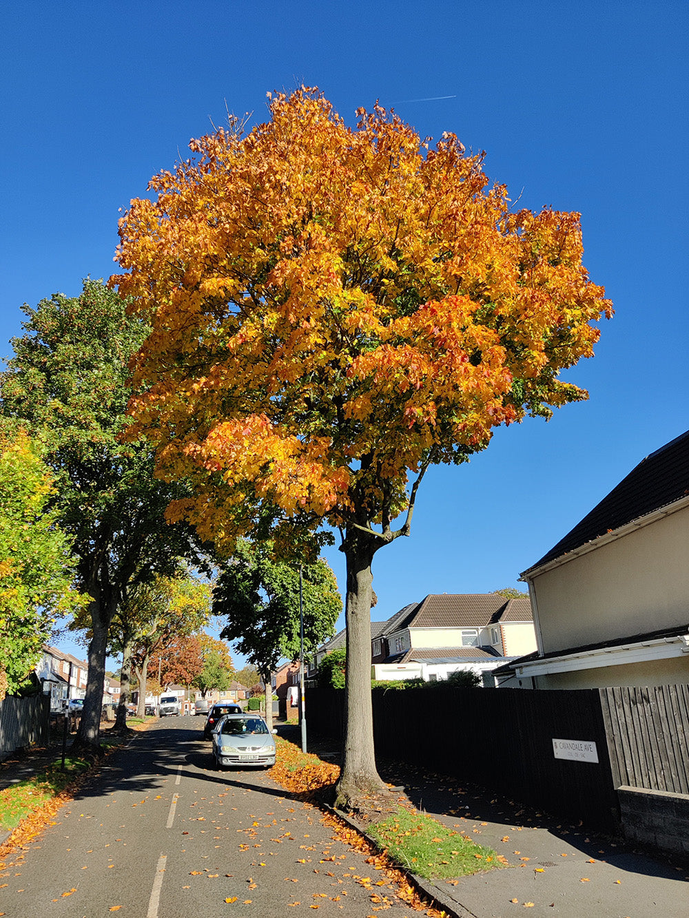 Norway Maple Tree | Premium Seeds | Acer platanoides 'Summer' | Plants'® - Plants'