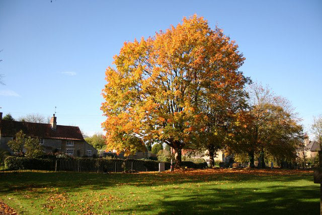 Field Maple Tree | Premium Seeds | Acer campestre 'Fall' | Plants'® - Plants'