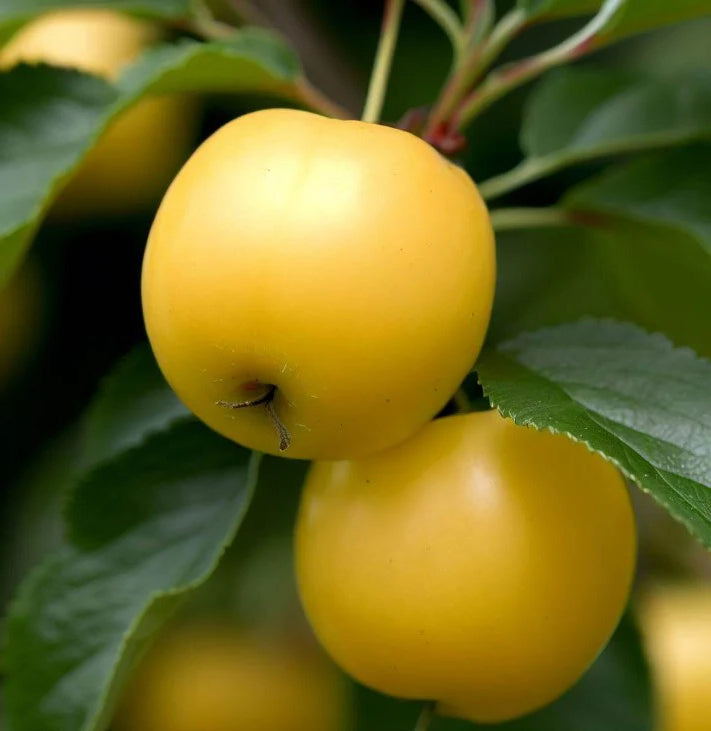 French Wild Apple | Premium Seeds | Malus sylvestris 'Fruit' | Plants'® - Plants'