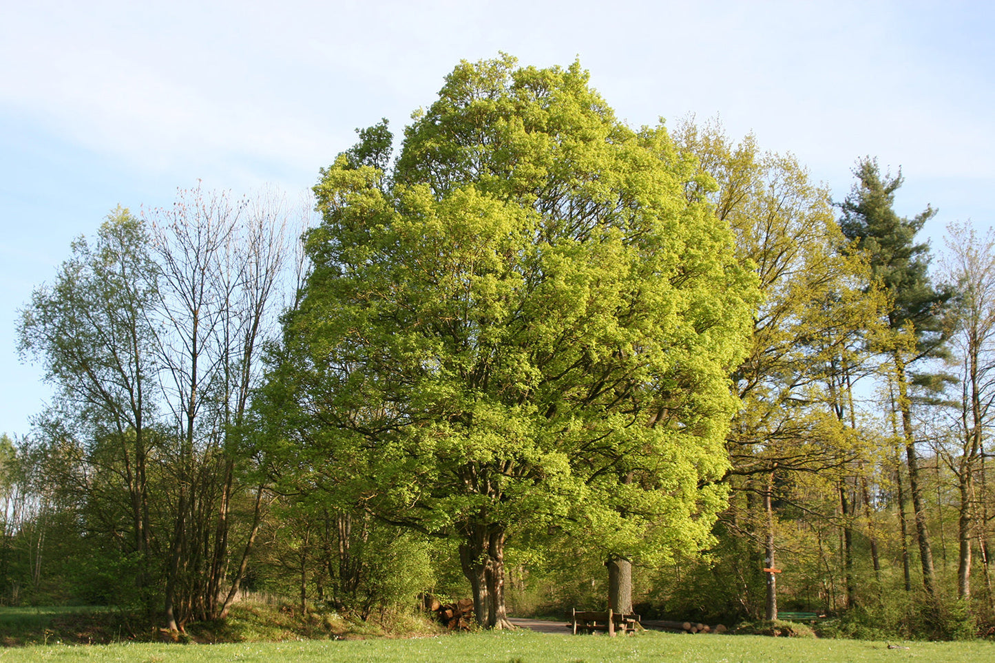 Field Maple Tree | Premium Seeds | Acer campestre 'Fall' | Plants'® - Plants'