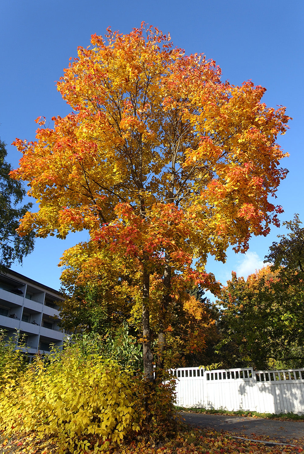 Norway Maple Tree | Premium Seeds | Acer platanoides 'Summer' | Plants'® - Plants'