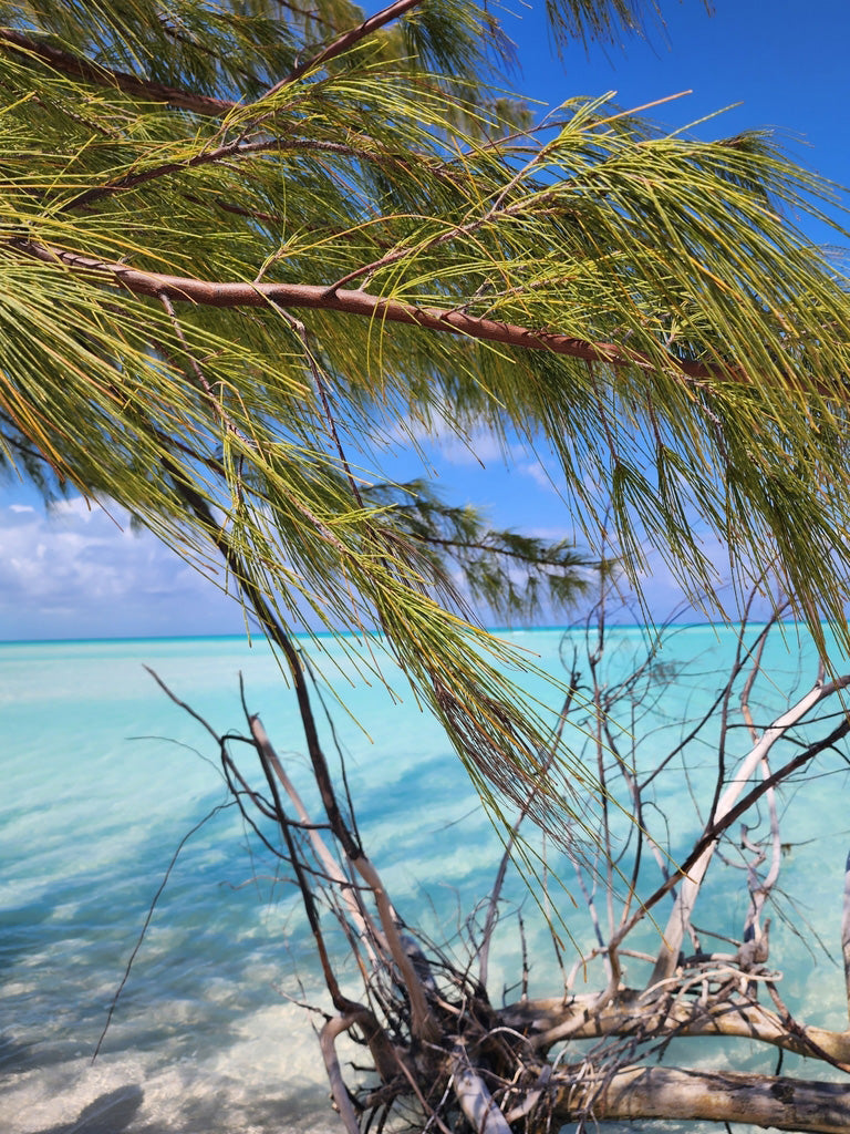 Australian Beach Pine Tree | Premium Seeds | Casuarina equisetifolia | Plants'® - Plants'