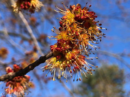 Northern Red Maple Tree | Premium Seeds | Acer rubrum 'Summer' | Plants'® - Plants'