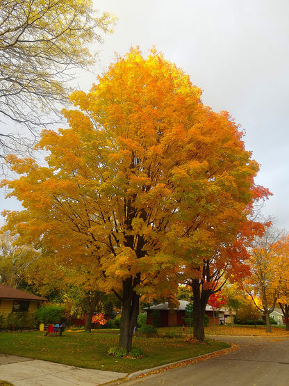 Southern Sugar Maple Tree | Premium Seeds | Acer saccharum 'Summer' | Plants'® - Plants'