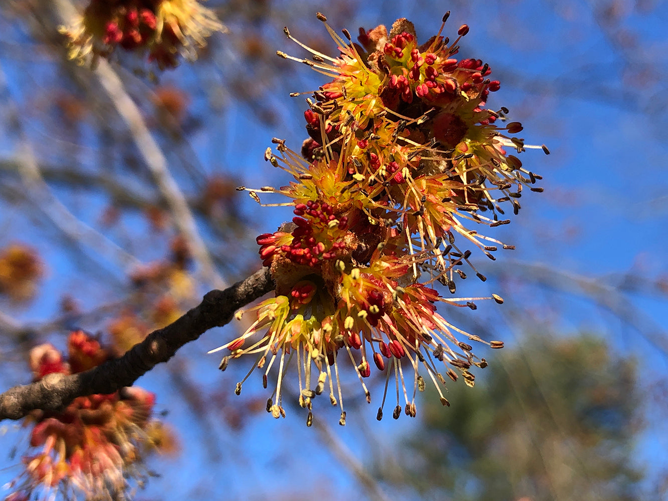 Southern Red Maple Tree | Premium Seeds | Acer rubrum 'Summer' | Plants'® - Plants'