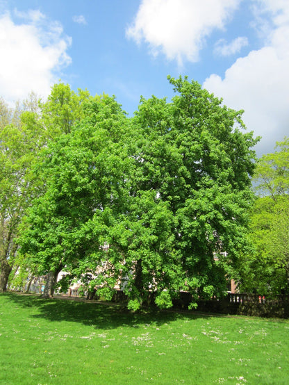 Norway Maple Tree | Premium Seeds | Acer platanoides 'Summer' | Plants'® - Plants'