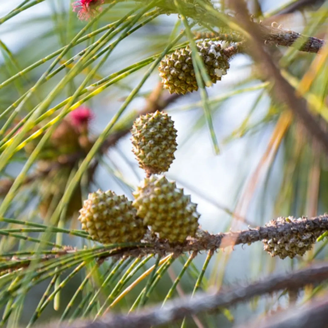 Australian Beach Pine Tree | Premium Seeds | Casuarina equisetifolia | Plants'® - Plants'