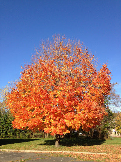 Southern Sugar Maple Tree | Premium Seeds | Acer saccharum 'Summer' | Plants'® - Plants'