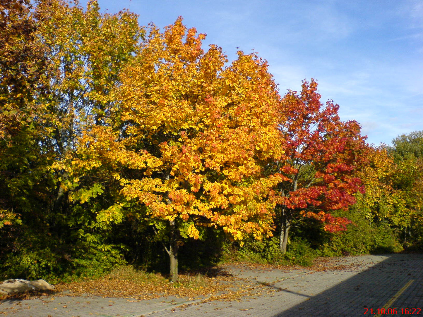 Norway Maple Tree | Premium Seeds | Acer platanoides 'Summer' | Plants'® - Plants'