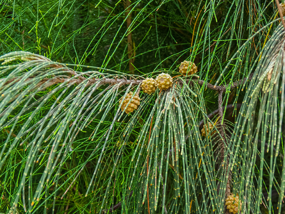 Australian Beach Pine Tree | Premium Seeds | Casuarina equisetifolia | Plants'® - Plants'