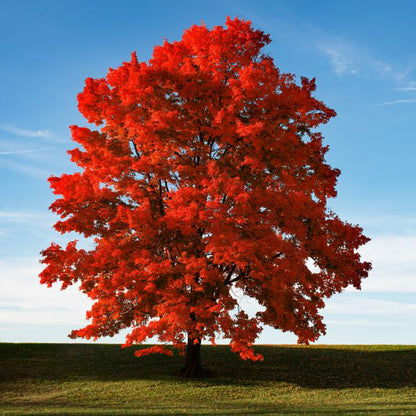 Southern Red Maple Tree | Premium Seeds | Acer rubrum 'Summer' | Plants'® - Plants'