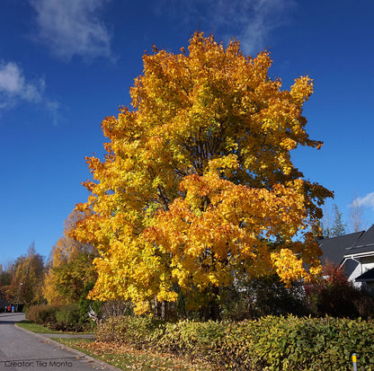 Norway Maple Tree | Premium Seeds | Acer platanoides 'Summer' | Plants'® - Plants'