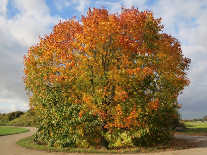 Norway Maple Tree | Premium Seeds | Acer platanoides 'Summer' | Plants'® - Plants'