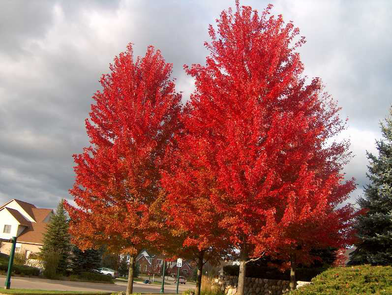 Southern Red Maple Tree | Premium Seeds | Acer rubrum 'Summer' | Plants'® - Plants'