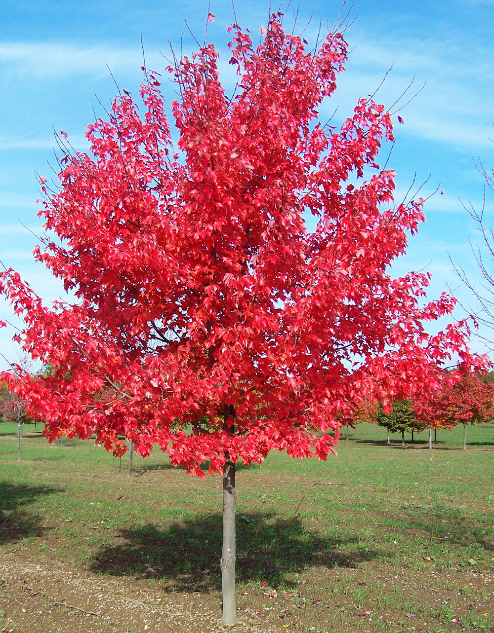 Northern Red Maple Tree | Premium Seeds | Acer rubrum 'Summer' | Plants'® - Plants'