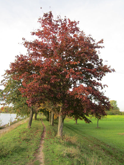 Norway Maple Tree | Premium Seeds | Acer platanoides 'Summer' | Plants'® - Plants'