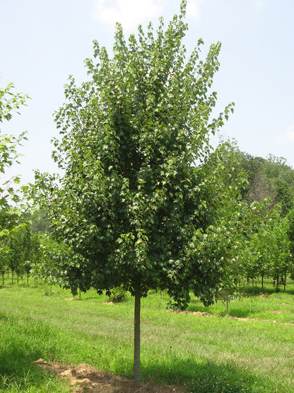 Northern Red Maple Tree | Premium Seeds | Acer rubrum 'Summer' | Plants'® - Plants'