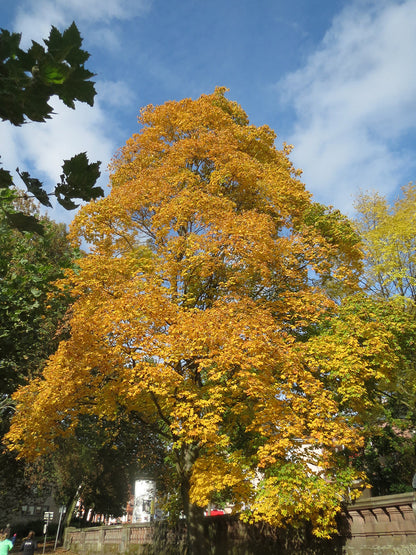 Norway Maple Tree | Premium Seeds | Acer platanoides 'Summer' | Plants'® - Plants'