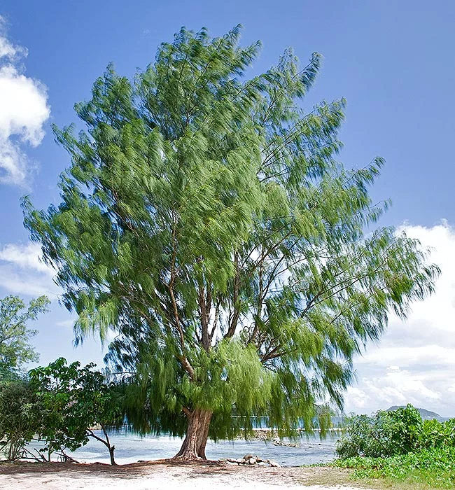 Australian Beach Pine Tree | Premium Seeds | Casuarina equisetifolia | Plants'® - Plants'