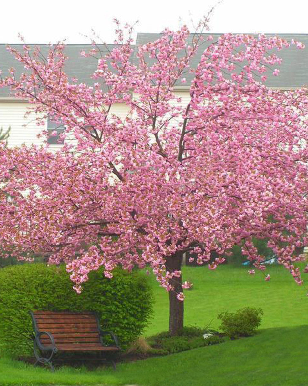 Japanese Sakuranbo Cherry PB | Premium Seeds | Prunus serrulata 'Fruit' | Plants'® - Plants'