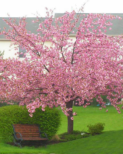 Japanese Sakuranbo Cherry PB | Premium Seeds | Prunus serrulata 'Fruit' | Plants'® - Plants'