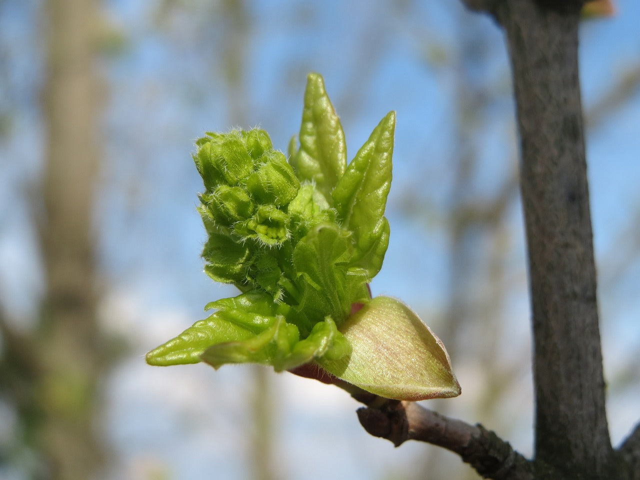 Field Maple Tree | Premium Seeds | Acer campestre 'Fall' | Plants'® - Plants'