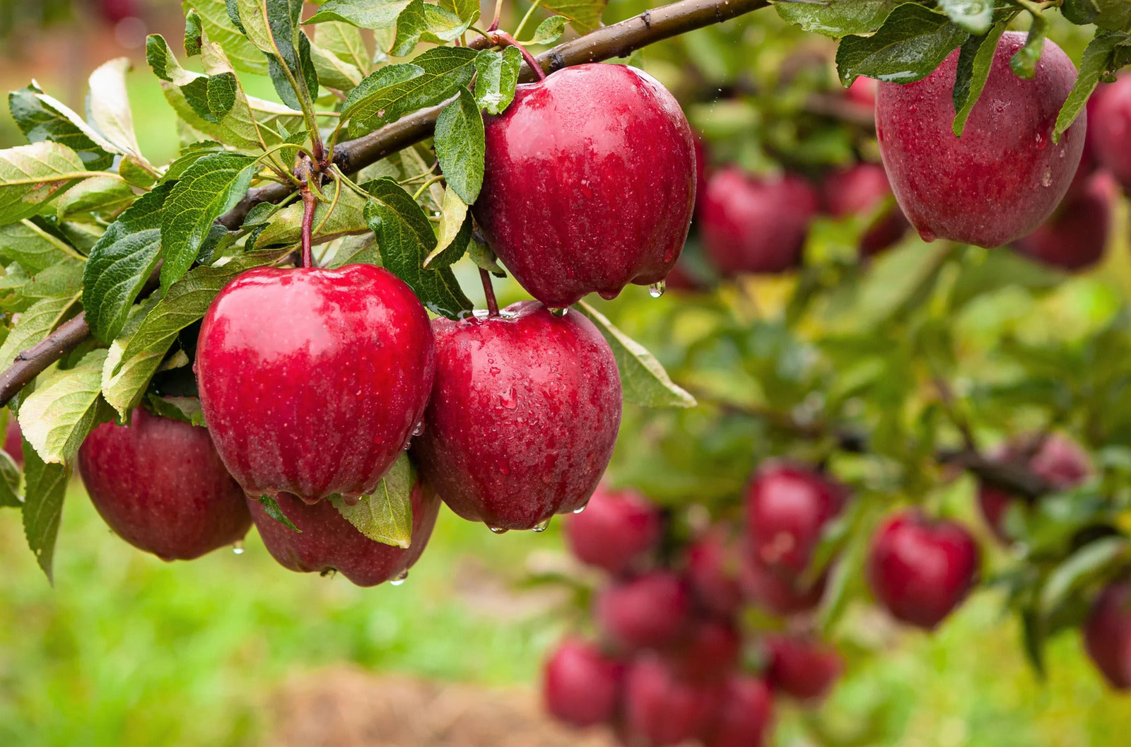 Paradise Apple Tree | Premium Seeds | Malus pumila 'Fruit' | Plants'® - Plants'