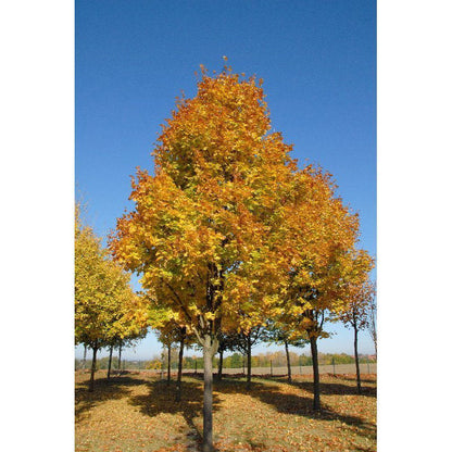 Norway Maple Tree | Premium Seeds | Acer platanoides 'Summer' | Plants'® - Plants'