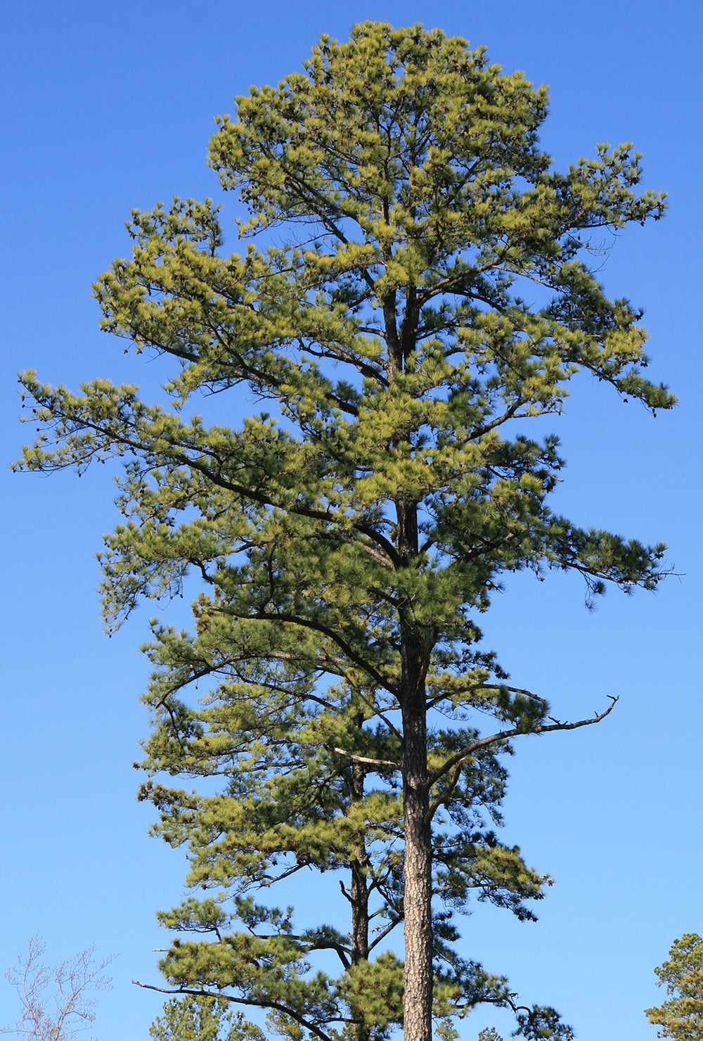 Loblolly Pine Tree | Premium Seeds | Pinus taeda | Plants'® - Plants'