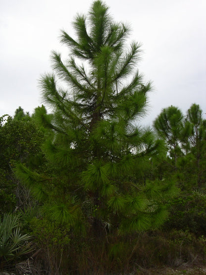 Slash Pine Tree | Premium Seeds | Pinus elliottii | Plants'® - Plants'