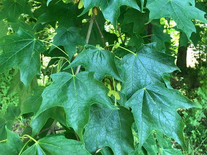 Southern Sugar Maple Tree | Premium Seeds | Acer saccharum 'Summer' | Plants'® - Plants'