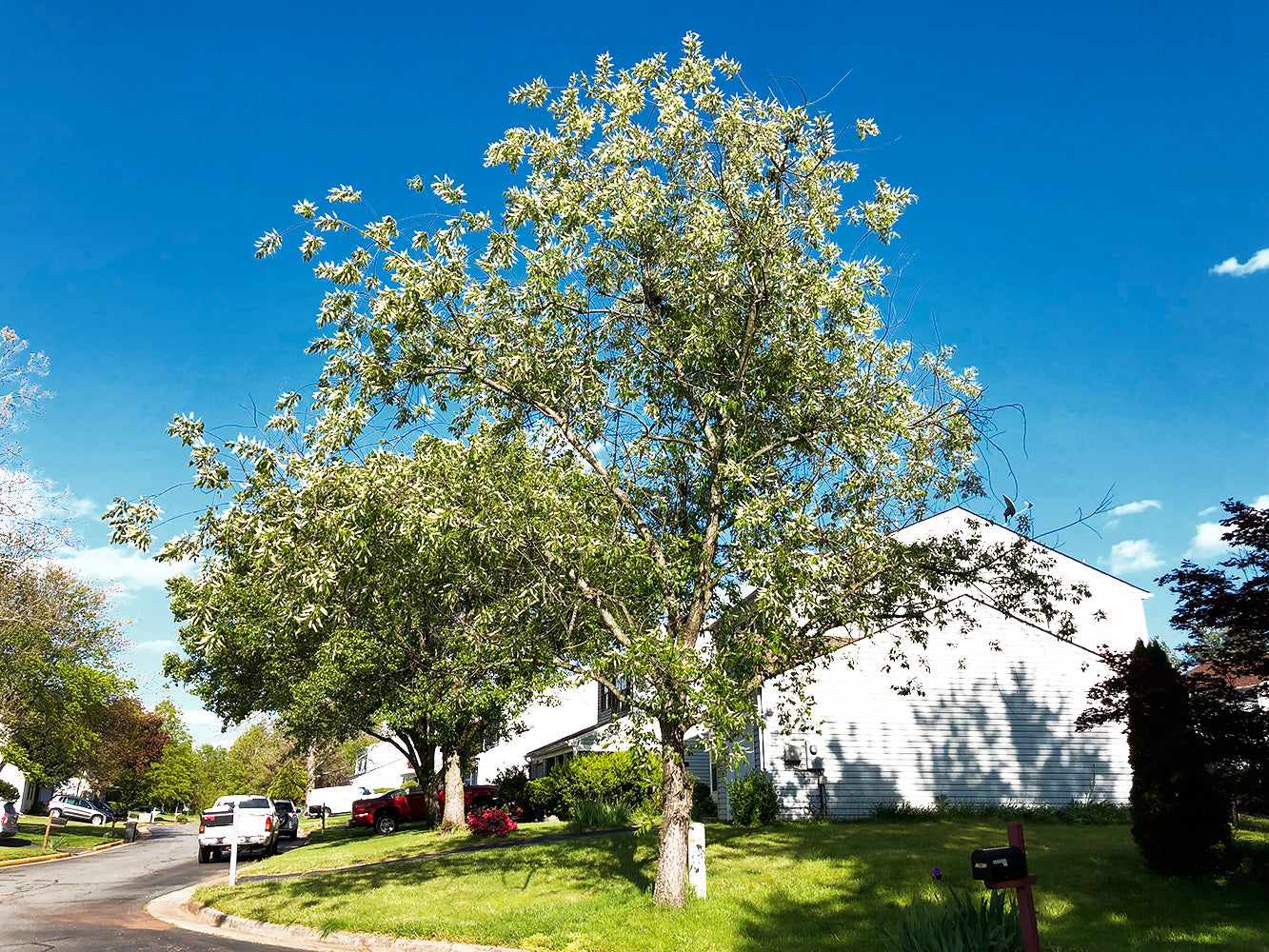 Wild Black Cherry | Premium Seeds | Prunus serotina 'Fruit' | Plants'® - Plants'