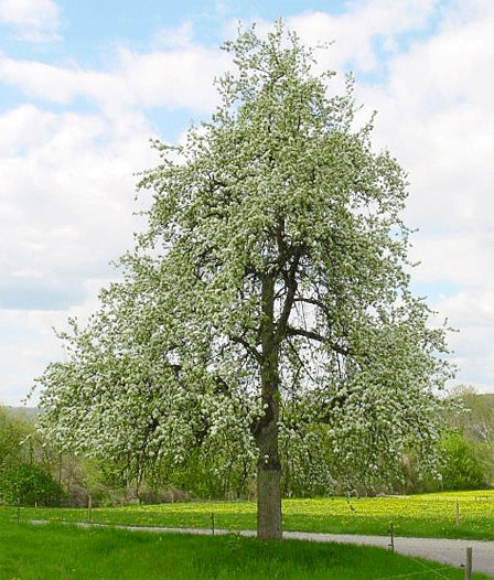 The Pear | Premium Seeds | Pyrus communis 'Fruit' | Plants'® - Plants'