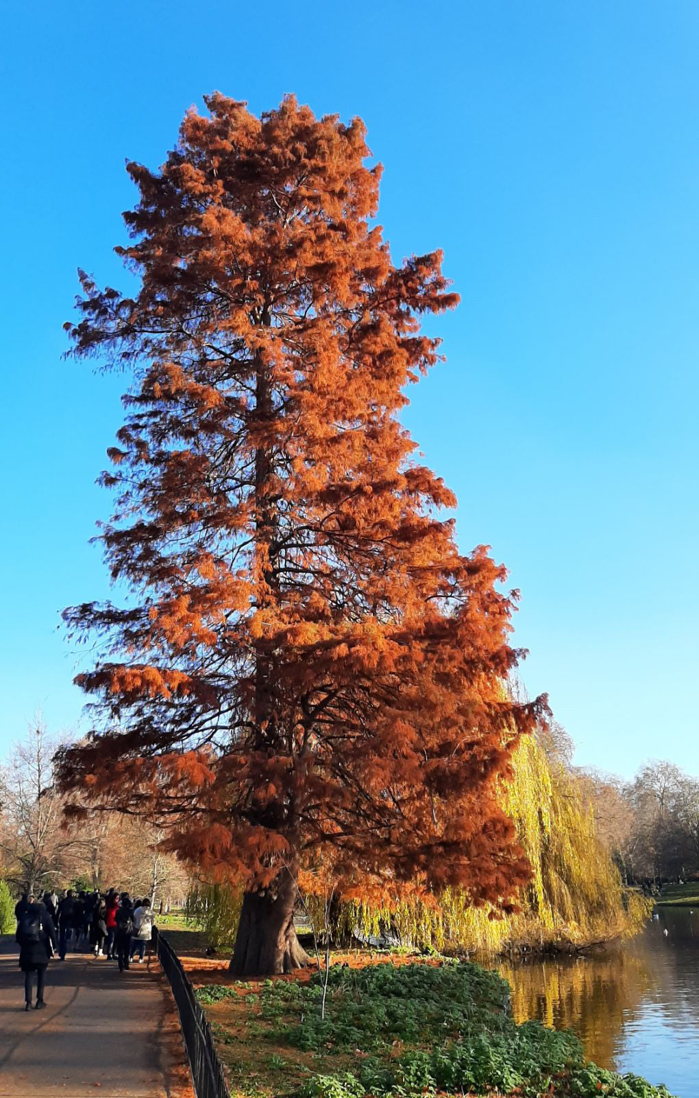 Southern Bald Cypress Tree | Premium Seeds | Taxodium distichum 'Summer' | Plants'® - Plants'