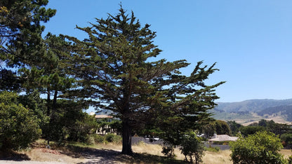 California Cypress Tree | Premium Seeds | Cupressus macrocarpa | Plants'® - Plants'